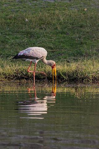 050 Botswana, Chobe NP, afrikaanse nimmerzat.jpg